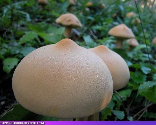 boobie-shrooms.jpg