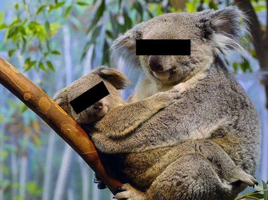 censored-koalas.jpg