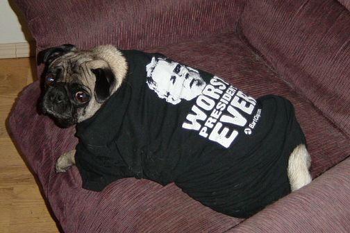 Homer the Dog