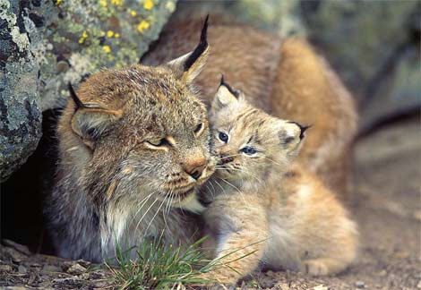 lynx siamese lynx point kittens for salewashington