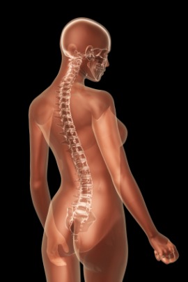backbone