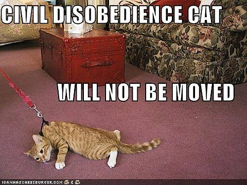 civil-disobedience-cat.jpg