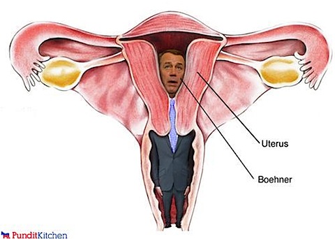 uterus-boehner.jpg